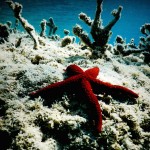 θαλασσα βυθος