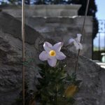 Μετέωρα